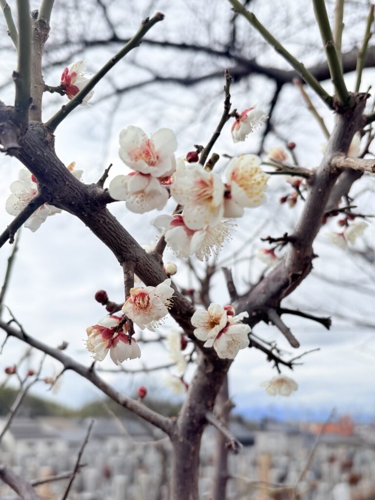 梅が咲きました