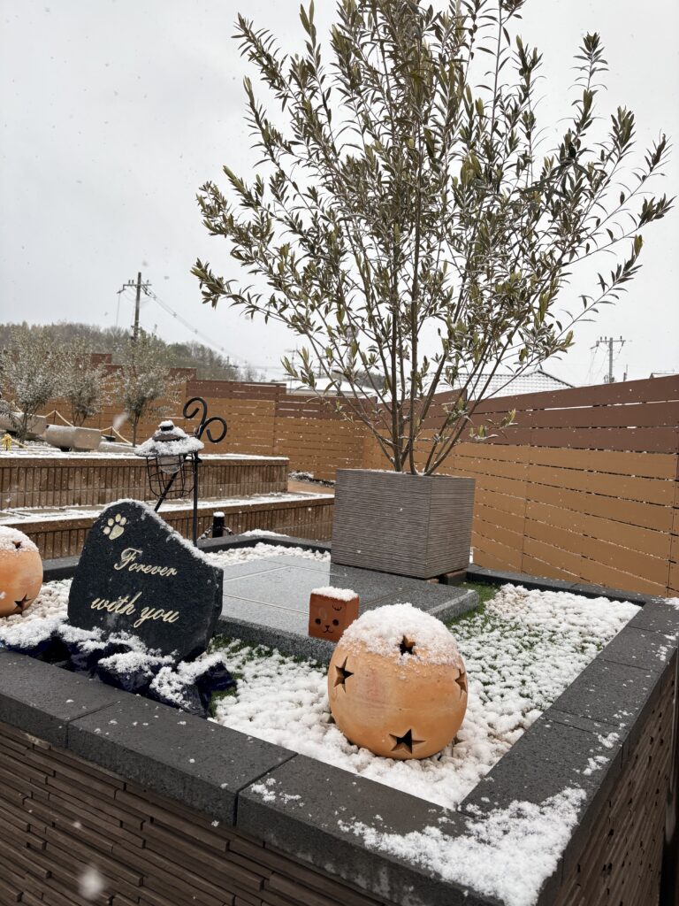 雪が降っています☃️