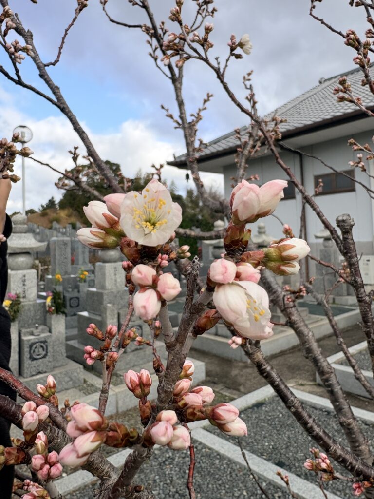 桜が咲きました🌸