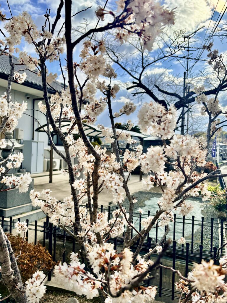 3月17日から春のお彼岸です