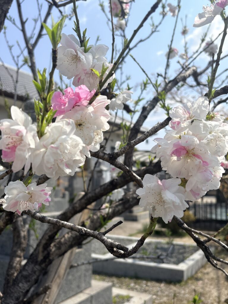 🌸満開です🌸