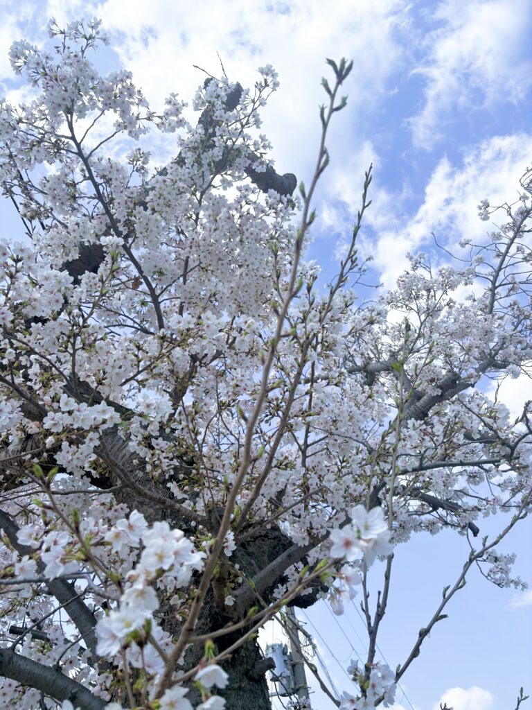 🌸満開です🌸