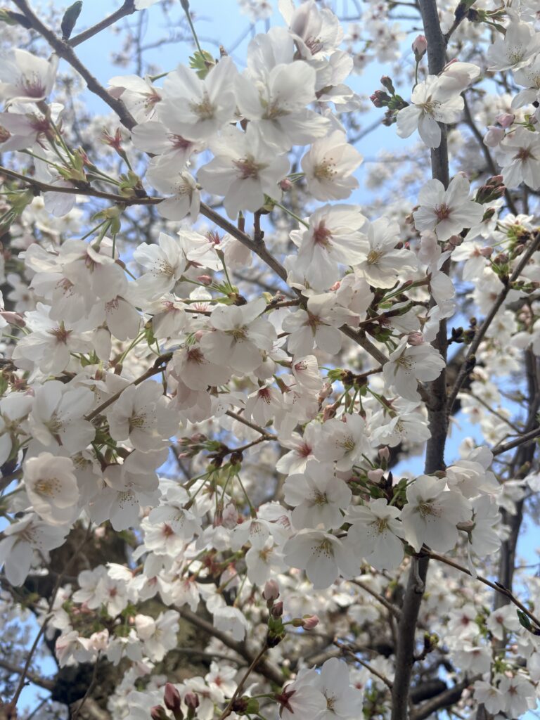 🌸満開です🌸