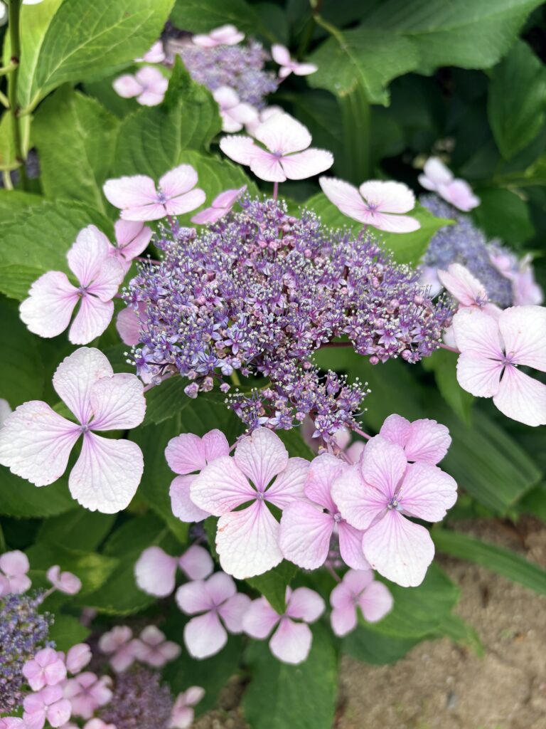 きれいな紫陽花が咲きました