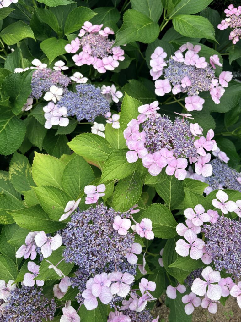 きれいな紫陽花が咲きました