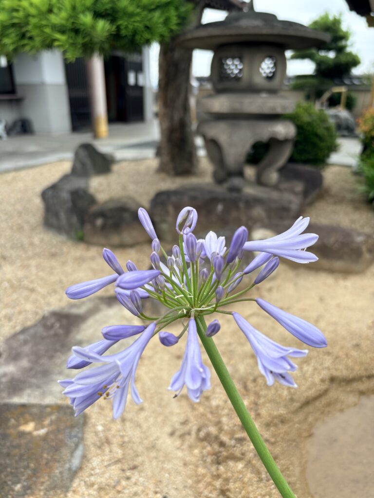 きれいな紫陽花が咲きました